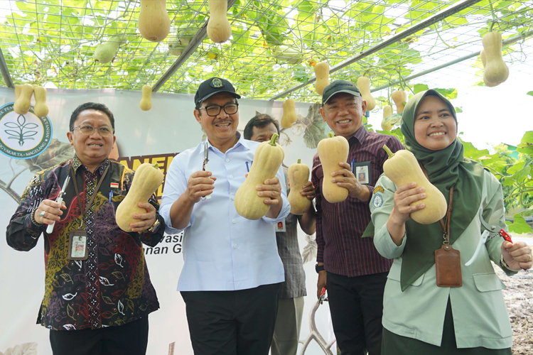 Labu Madu Jadi Ikon Baru Pertanian Kota Yogyakarta, Solusi Sehat Cegah Diabetes