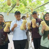 Labu Madu Ikon Baru Pertanian Kota Yogyakarta