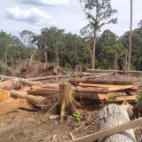 Selamatkan 50 Gajah Sumatera Terakhir, Aktivis Desak Kemenhut Naikkan Status Koridor Seblat Jadi Suaka Margasatwa