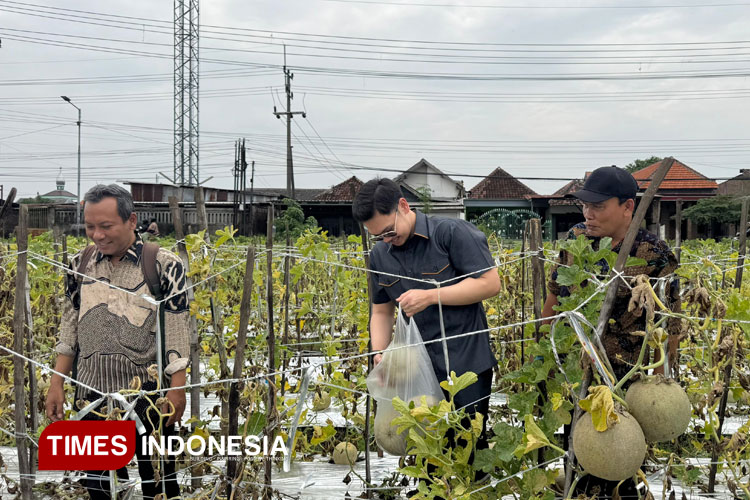Adiel Kanantha Apresiasi Keberhasilkan Budidaya Melon oleh Bumdes Sidoarjo