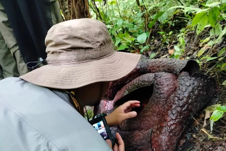 BRIN Teliti Kekerabatan Bunga Rafflesia Arnoldii Langka di Sumbar dengan Malaysia