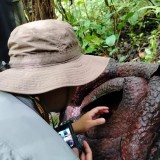 BRIN Teliti Kekerabatan Bunga Rafflesia Arnoldii Langka di Sumbar dengan Malaysia