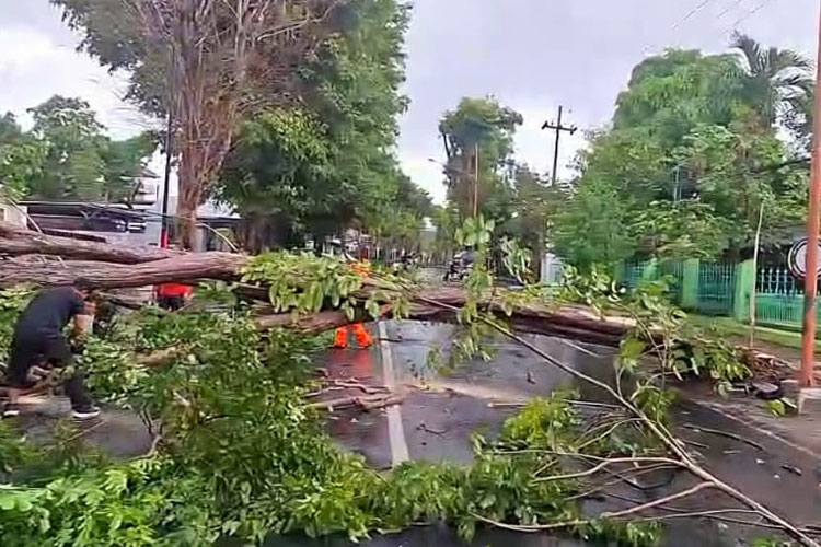 Angin Kencang Disertai Hujan Lebat Terjang Banyuwangi, Banyak Pohon Tumbang dan Rumah Rusak