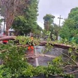 Angin Kencang Disertai Hujan Lebat Terjang Banyuwangi, Banyak Pohon Tumbang dan Rumah Rusak