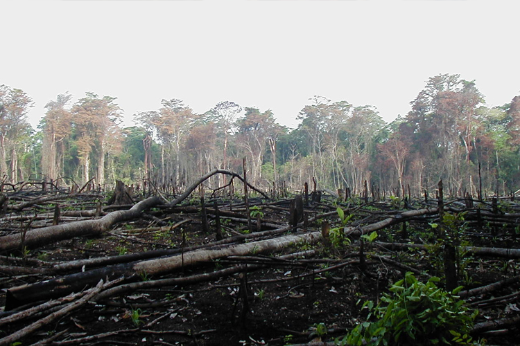Kemenhut Ungkap 6.000 Ha TN Kerinci Seblat Dirambah Ilegal, Satu Pemilik Lahan Jadi Tersangka