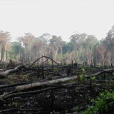 Kemenhut Ungkap 6.000 Ha TN Kerinci Seblat Dirambah Ilegal, Satu Pemilik Lahan Jadi Tersangka