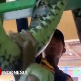 Pagi Bikin Syok, Sanca 3 Meter Hadang Warga Pemalang di Ventilasi Rumah