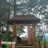 Finding Peace in the Clouds at Kopi Ngadas Malang