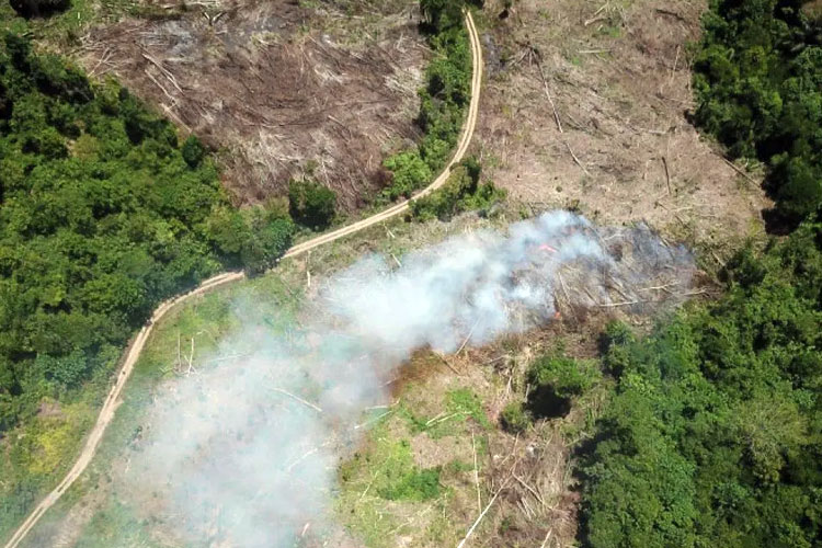 Arus Keuangan Global Dorong Deforestasi, Komitmen Hijau Indonesia di COP30 Terancam