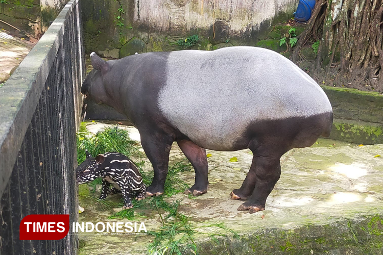 Bandung Zoo Sambut Kelahiran Tapir Sumatra, Bukti Keberhasilan Konservasi di Asia Tenggara