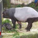 Bandung Zoo Cetak Rekor, Lahirkan Bayi Tapir Sumatra ke-11 dengan Status F2