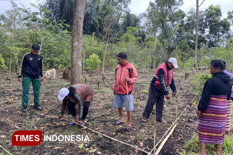 Mahasiswa Polbangtan Malang Dampingi Petani Ngada NTT Percepat Hilirisasi Kopi