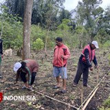 Mahasiswa Polbangtan Malang Dampingi Petani Ngada NTT Percepat Hilirisasi Kopi