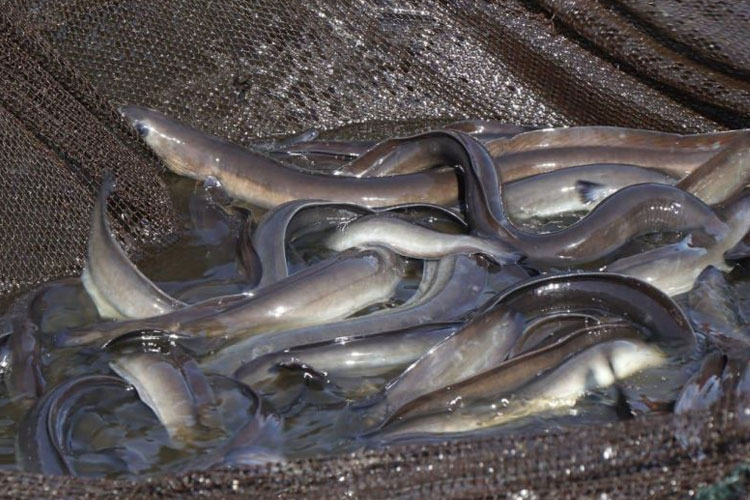 Peneliti BRIN: Kandungan Omega-3  Ikan Sidat Kalahkan Salmon