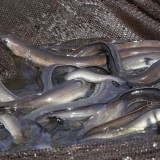 BRIN: Kandungan Omega-3  Ikan Sidat Kalahkan Salmon