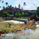 Dinas Pengairan Banyuwangi Sterilkan Bambu untuk Cegah Banjir