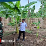 Bumdes Karangbong Probolinggo Fokus Tingkatkan PAD Lewat Pertanian Pisang dan Bawang