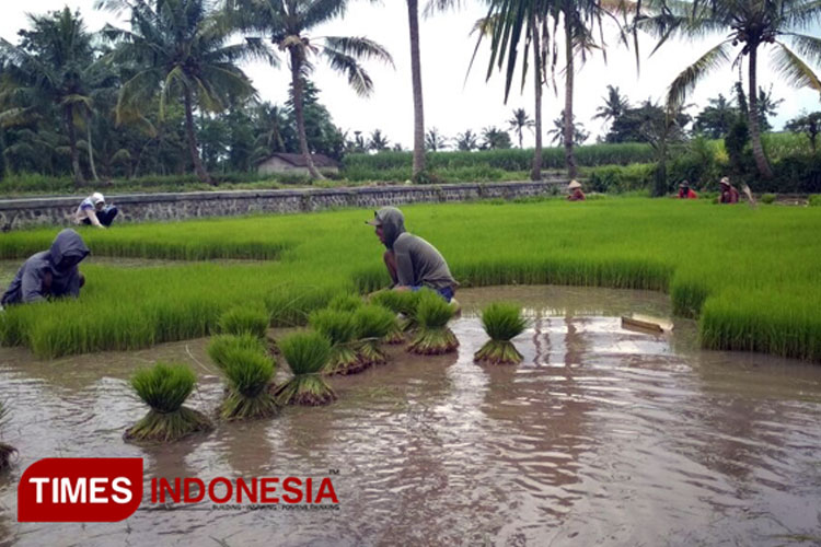 Wamentan: Alih Fungsi Lahan Sawah Harus Dihentikan