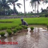 Wamentan: Alih Fungsi Lahan Sawah Harus Dihentikan