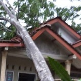 Akibat Hujan dan Angin Kencang, Pohon Tumbang Menimpa Rumah Warga di Rancah Ciamis