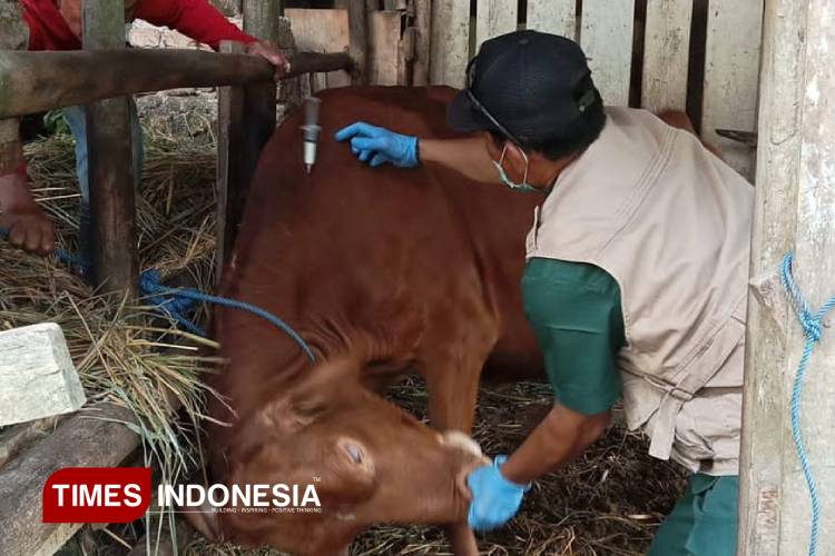 Vaksinasi Antraks Sentuh 1422 Ekor Ternak, DKPP Pacitan Intensifkan Edukasi Warga
