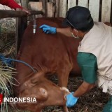 Vaksinasi Antraks Sentuh 1422 Ekor Ternak, DKPP Pacitan Intensifkan Edukasi Warga