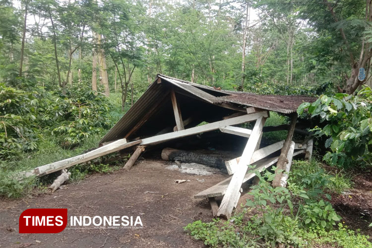 3.500 Pekerja Terdampak Akibat Perusakan Pohon Kopi di Ijen