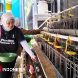 Dianggarkan Rp20 Triliun, Pemerintah Siap Bangun Pabrik Pakan Ternak