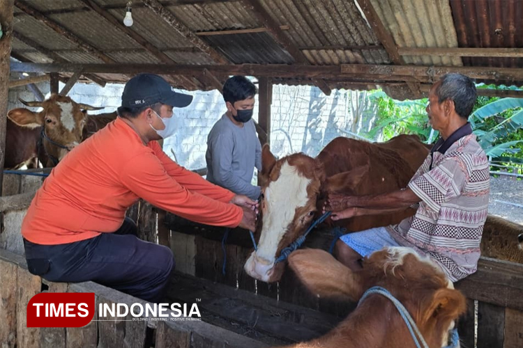 Antisipasi PMK, Dispertan Banyuwangi Genjot Vaksinasi Hewan Ternak