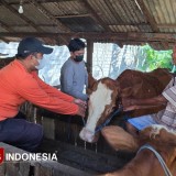 Antisipasi PMK, Dispertan Banyuwangi Genjot Vaksinasi Hewan Ternak