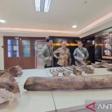 Gajah Purba 70% Utuh Ditemukan di Nganjuk, Geolog Sebut Sangat Langka