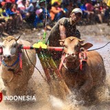 Karapan Sapeh Sakak 2025: Balapan Sapi di Persawahan Kabupaten Probolinggo