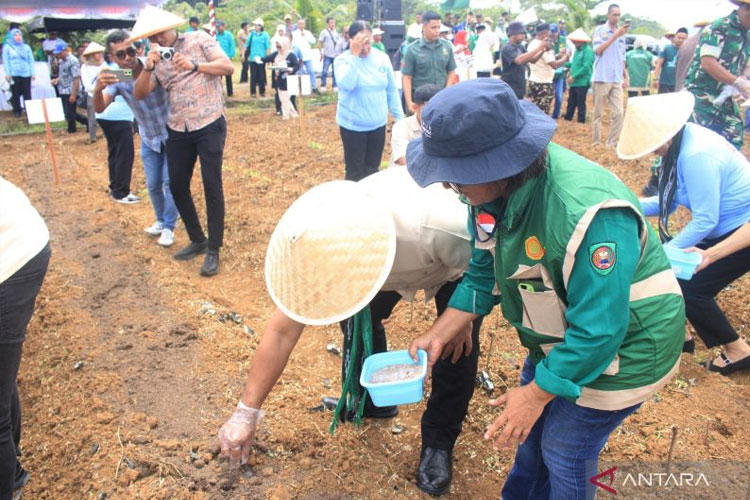 Maluku Genjot Hotong Buru Jadi Pangan Strategis, Targetkan Nilai Jual Naik 500 Kali Lipat