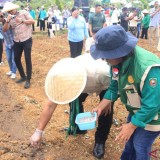 Hotong Buru, 'Gandum Asli Indonesia' dari Maluku yang Tahan Kekeringan Dikembangkan Jadi Pangan Lokal Andalan