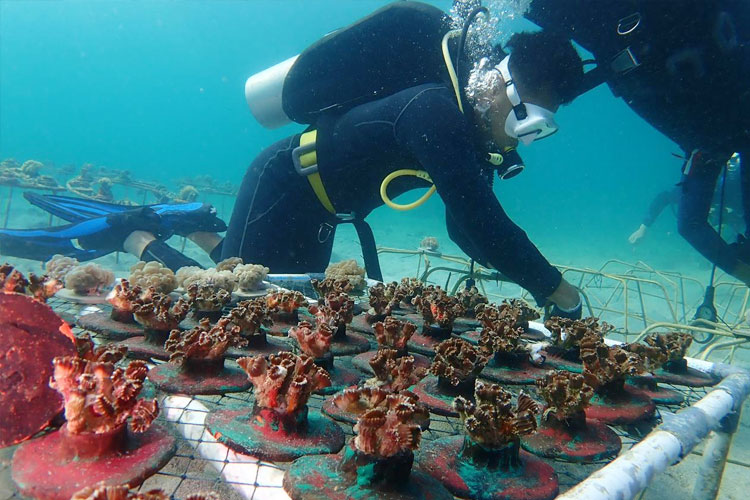 tanam-terumbu-karang.jpg