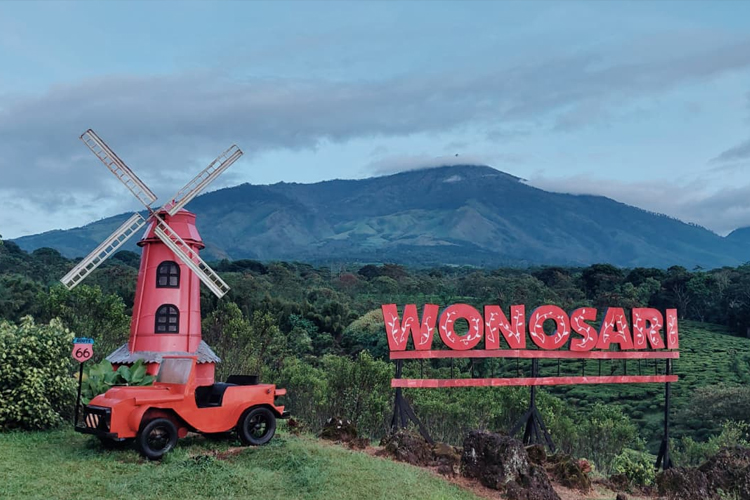 Camping Asyik di Kebun Teh Wonosari, Sensasi Menginap di Tengah Hamparan Hijau