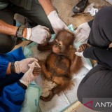 Fakta Menyedihkan di Balik Penyelamatan Bayi Orangutan: Induknya Diduga Dibunuh Pemburu