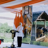 Gerakan Serentak Inseminasi Buatan Digelar di Jember, Sasar Lebih dari Seribu Ternak Betina