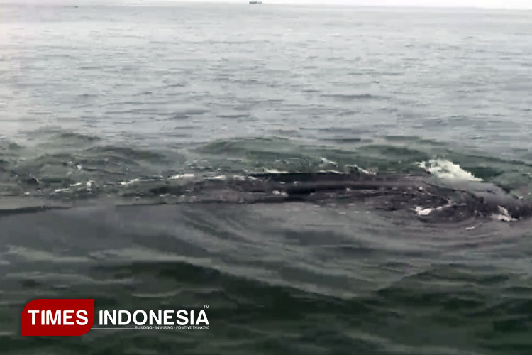 Hiu Tutul Muncul di Pantai Bentar Probolinggo, Kunjungan Wisata Tembus Tiga Kali Lipat