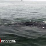 Hiu Tutul Muncul di Pantai Bentar Probolinggo, Kunjungan Wisata Tembus Tiga Kali Lipat