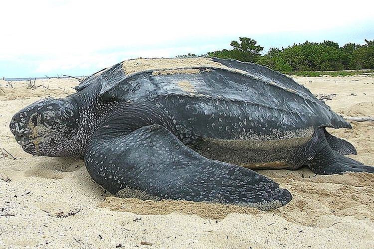 Indonesia Dukung Inisiatif Global hingga Komunitas dalam Menjaga Keragaman Hayati