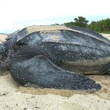 Indonesia Tegas dan Gigih Mendukung Inisiatif Global Hingga Komunitas dalam Menjaga Keragaman Hayati