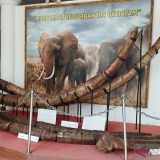 Lestari Moerdijat: Situs Patiayam Harus Dikembangkan Secara Kolaboratif