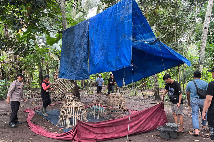 Jadi Praktik Perjudian, Arena Sabung Ayam di Singojuruh Dibongkar Habis Polresta Banyuwangi