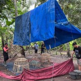 Jadi Praktik Perjudian, Arena Sabung Ayam di Singojuruh Dibongkar Habis Polresta Banyuwangi