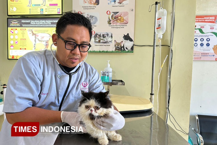 Dokter Hewan Beberkan Penyebab Fenomena Langka Kambing Bermata Satu di Banyuwangi