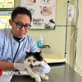 Dokter Hewan Beberkan Penyebab Fenomena Langka Kambing Bermata Satu di Banyuwangi