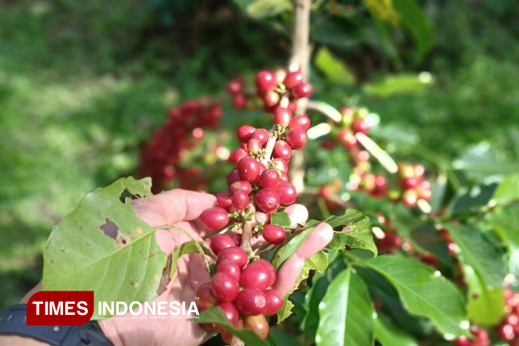Di Balik Perusakan Pohon Kopi PTPN di Ijen, Para Pekerja Merasa Keselamatannya Terancam