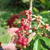 Di Balik Perusakan Pohon Kopi PTPN di Ijen, Para Pekerja Merasa Keselamatannya Terancam