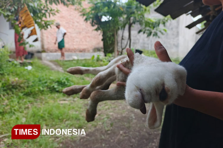 Kelahiran Kambing Bermata Satu Gegerkan Warga Banyuwangi